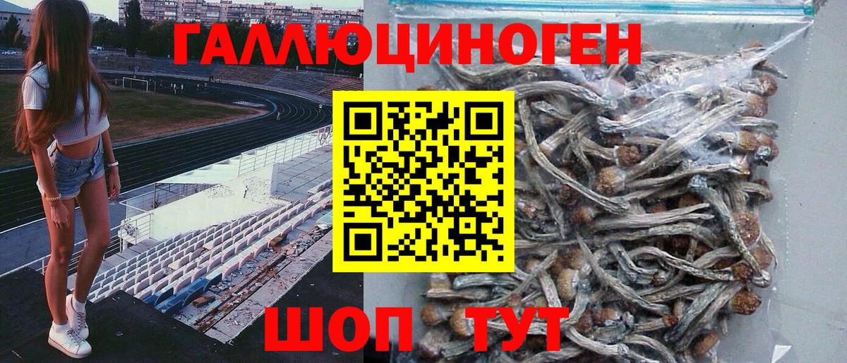 Галлюциногенные грибы Psilocybine cubensis Междуреченск